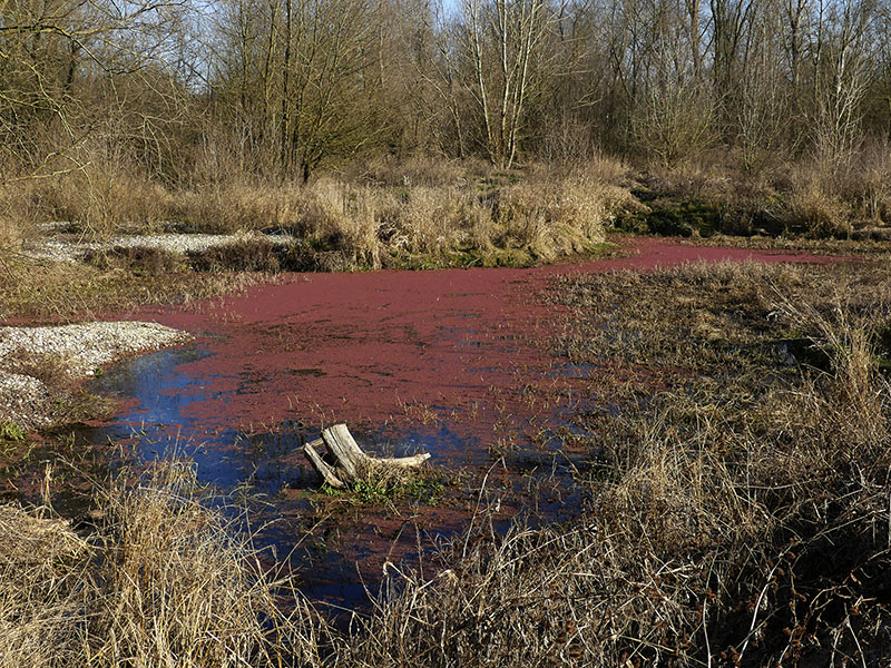 Azolla, forse caroliniana